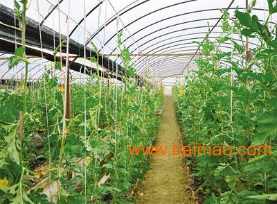 爆料辽宁蔬菜大棚视频,科技助力农业发展新篇章