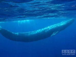 蓝鲸黑肉爆料视频,揭秘网络暴力背后的黑暗真相